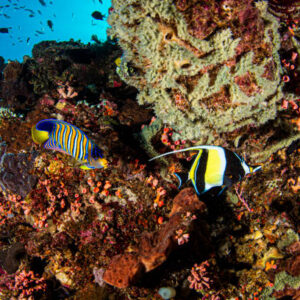 Bunaken Tour: A Tropical Gateway to One of the World’s Richest Marine Sanctuaries