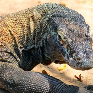 Komodo Island Tour: A Wild Paradise of Dragons, Adventure, and Untouched Beauty